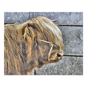 COW PHOTO PRINT
