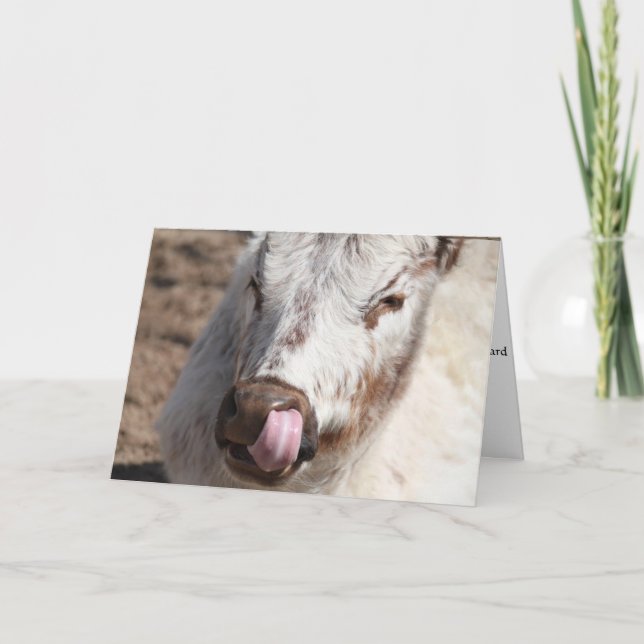 Cow Picking Nose Greeting Card (Front)