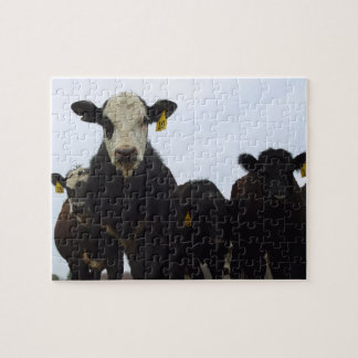 Cow Posse Puzzle
