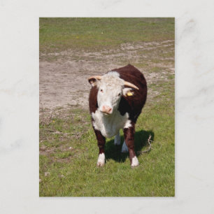 Cow postcard