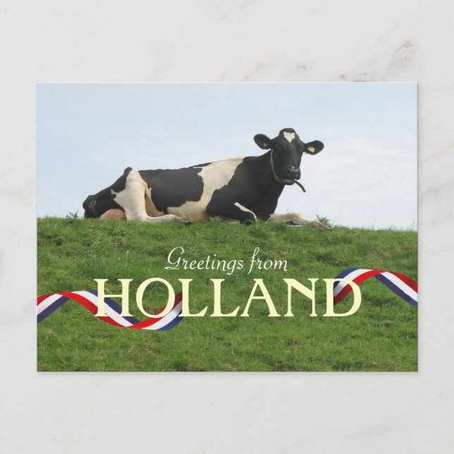 Cow Postcard (Front)