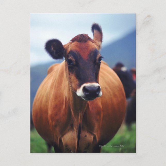 cow postcard (Front)