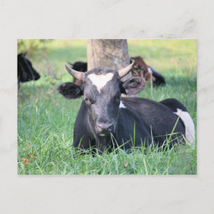 Cow Postcard