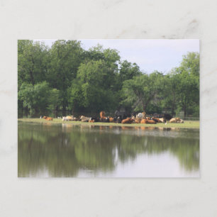 Cow Postcard