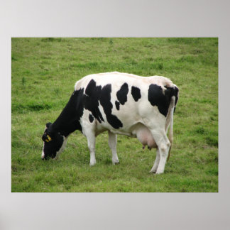 Cow Poster
