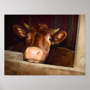 Cow Rustic Brown Country Barn Funny Farm Poster