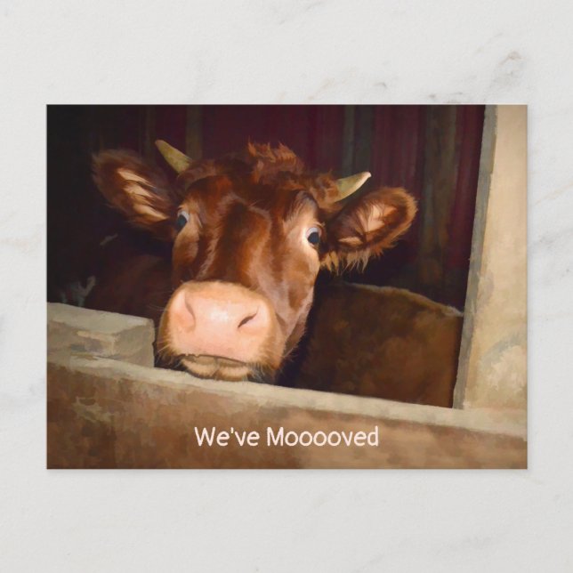 Cow Rustic Country Barn Funny Farm Moving Card (Front)