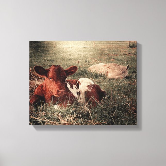 Cow Rustic Country Farmhouse Canvas Print (Front)
