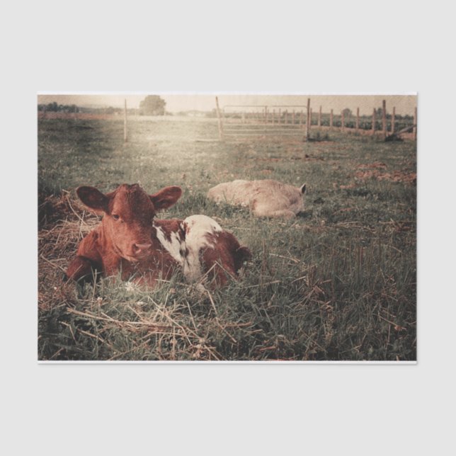 Cow Rustic Country Farmhouse Decoupage Tissue Paper (Front)