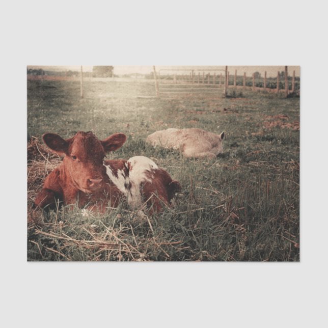 Cow Rustic Country Farmhouse Decoupage Tissue Paper (Front)