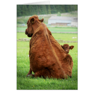 Cow Sitting Up With Calf