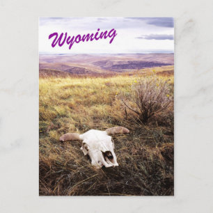 Cow skull in rural Wyoming Postcard