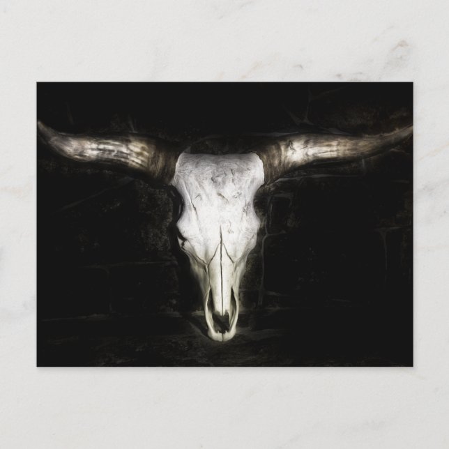Cow Skull Postcard (Front)
