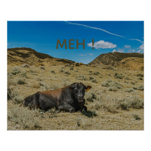 Cow speaks MEH! Funny male steer open mouth Poster