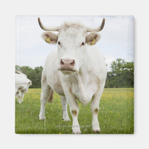 Cow standing in grassy field magnet