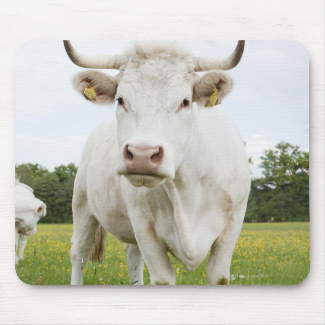 Cow standing in grassy field mouse mat (Front)
