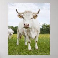 Cow standing in grassy field
