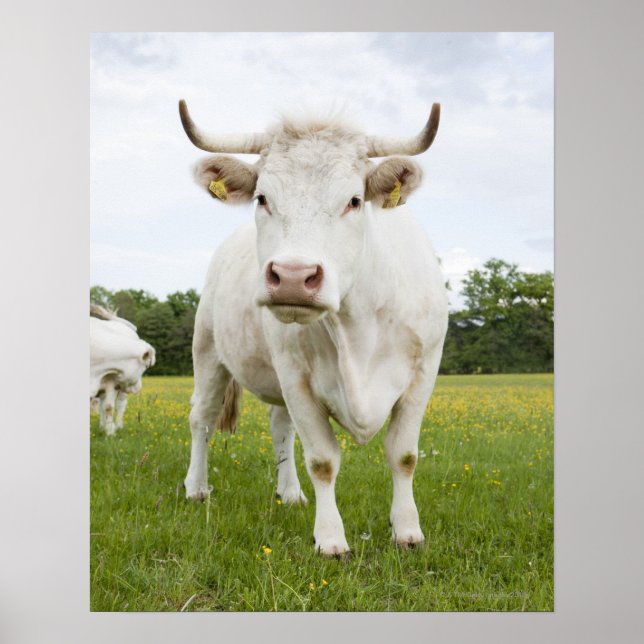 Cow standing in grassy field poster (Front)