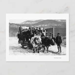 Cow Team Pulling Men in a Wagon Postcard