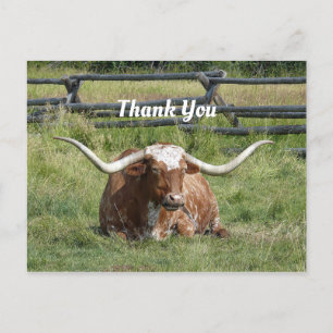 Cow Texas Longhorn Photo Thank You Postcard