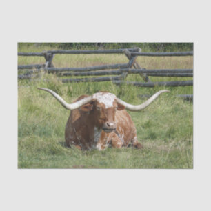 Cow Texas Longhorn Photo Tissue Paper