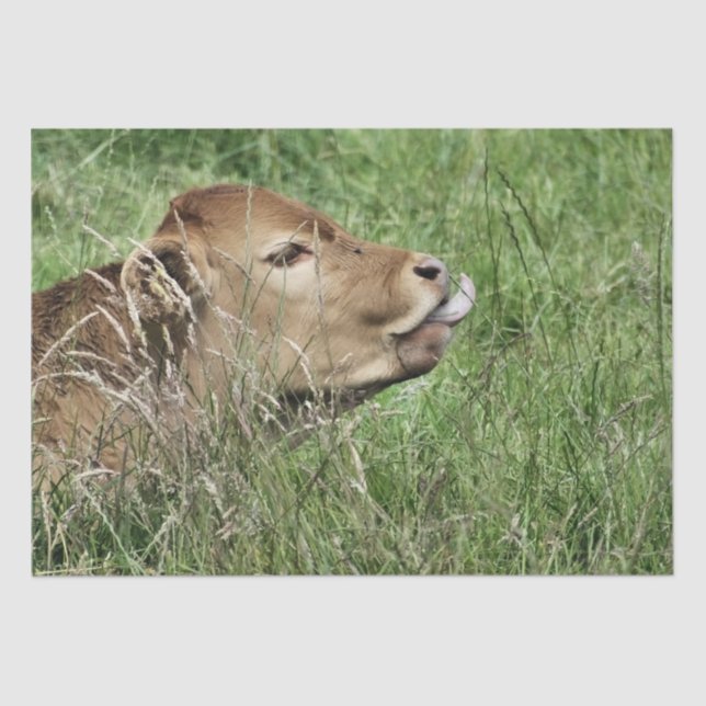 COW TISSUE PAPER (Front)