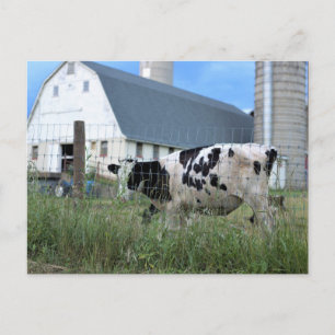 Cow with Barn Postcard