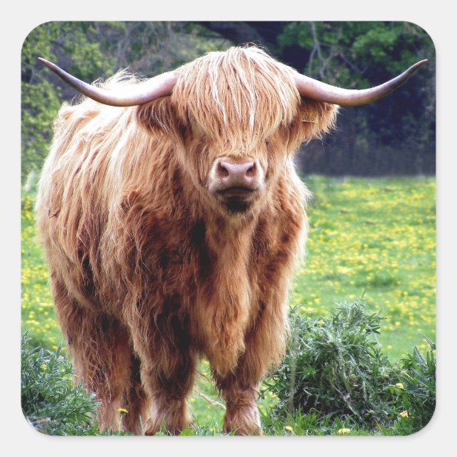 Cow with big horns beautiful nature scenery square sticker (Front)