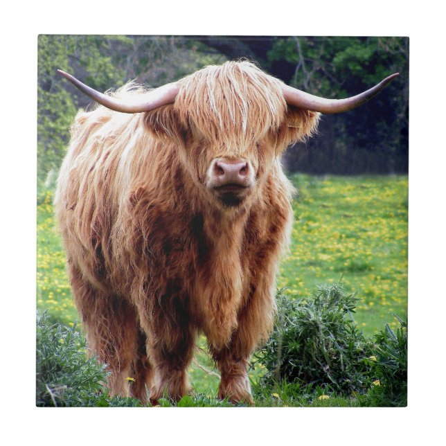 Cow with big horns beautiful nature scenery tile (Front)
