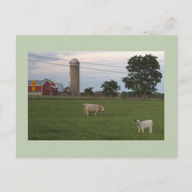 Cow with Calf Farm Postcard (Front)