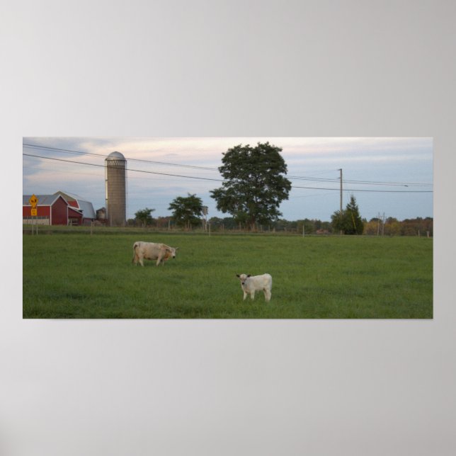 Cow with Calf Farm Poster (Front)
