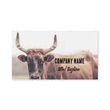 cow with horns country animal photograph