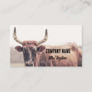  cow with horns country animal photograph  business card