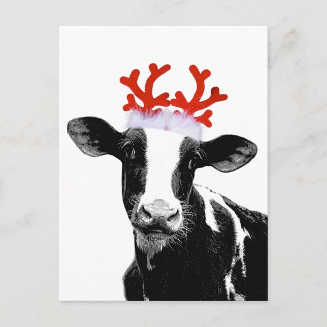 Cow with Reindeer Antlers Holiday Postcard (Front)