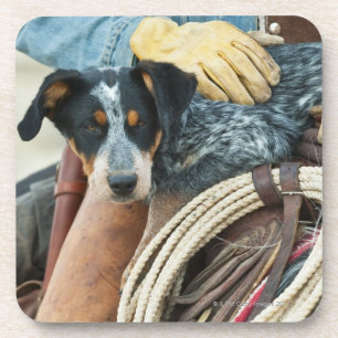 Cowboy and dog on horse coaster