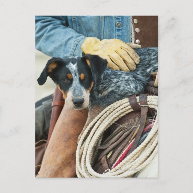 Cowboy and dog on horse postcard (Front)