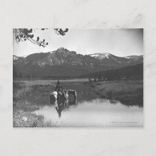 Cowboy and horse in a pond postcard