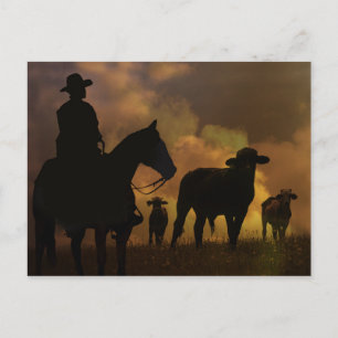Cowboy and Steers Dusty Sunset Country Western Postcard