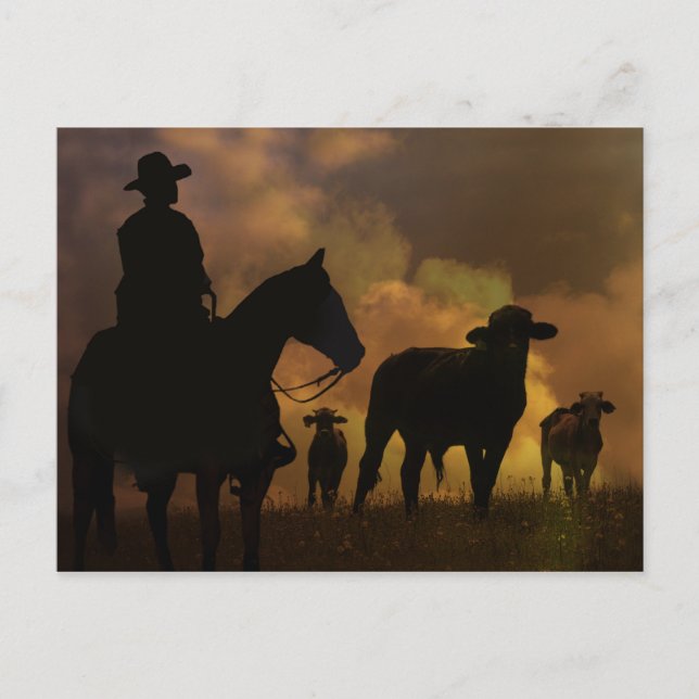 Cowboy and Steers Dusty Sunset Country Western Postcard (Front)