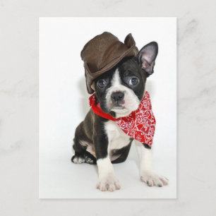 Cowboy Boston Postcard