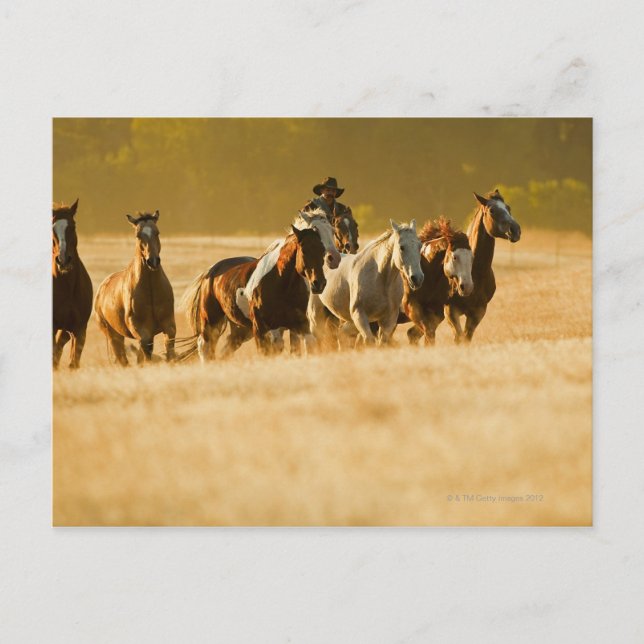 Cowboy herding horses 2 postcard (Front)
