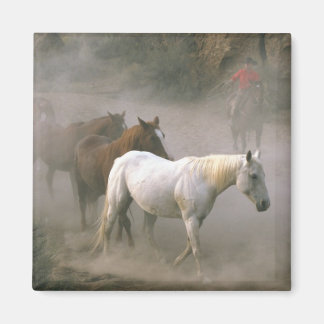 Cowboy Herding Magnet