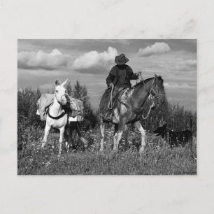 Cowboy Horse and Mule Postcards