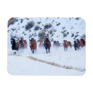 Cowboy Horse Drive   Hideout Ranch Shell, Wyoming Magnet