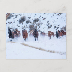 Cowboy Horse Drive   Hideout Ranch Shell, Wyoming Postcard