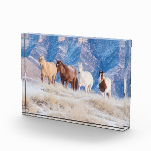 Cowboy Horse Drive on Hideout Ranch Photo Block