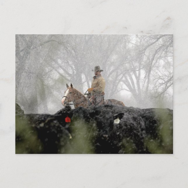 Cowboy in Winter Postcard (Front)