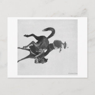Cowboy Ned Coy Riding Bucking Bronco Named Postcard