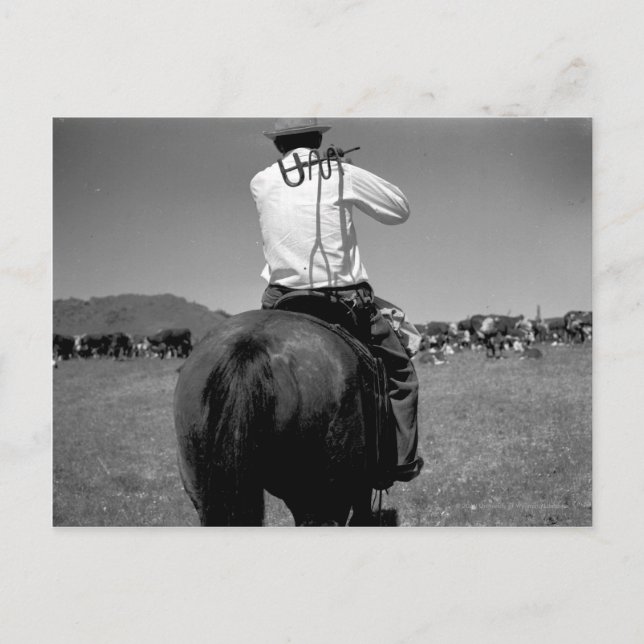 Cowboy on a horse with two brands. postcard (Front)