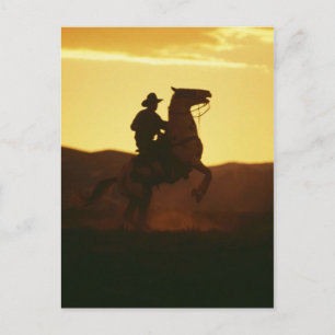 Cowboy on Rearing Horse Postcard